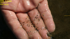 Pelophylax chosenicus