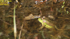 Pelophylax chosenicus
