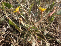Taraxacum bessarabicum