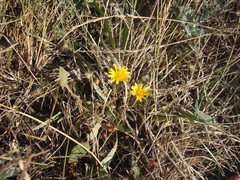 Taraxacum bessarabicum
