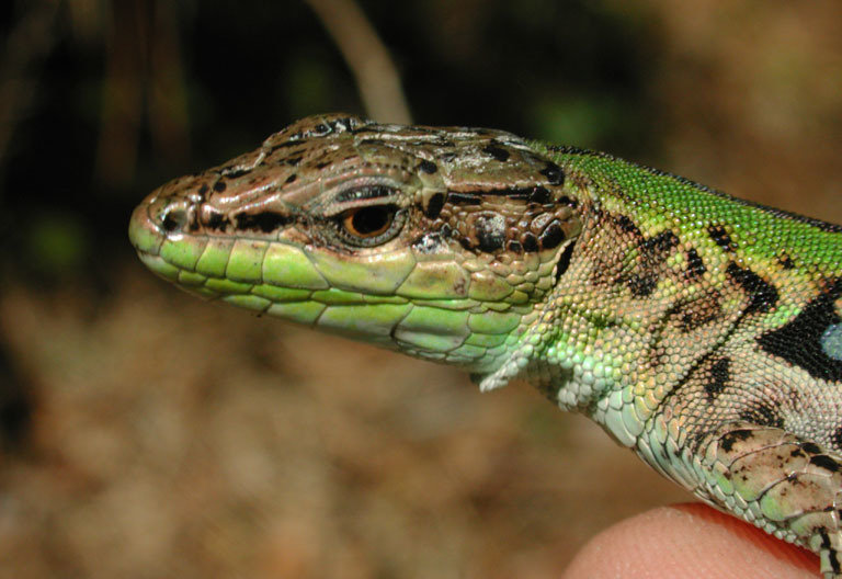 Northern Italian Wall Lizard (Subspecies Podarcis siculus campestris) ·  iNaturalist