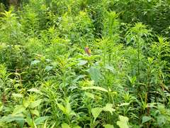 Phytolacca thyrsiflora