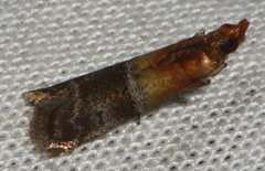 Moodna pallidostrinella