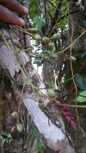 Sorindeia madagascariensis image