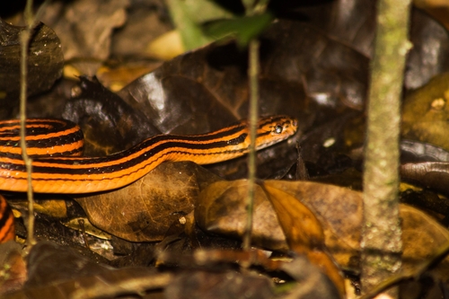 Red-Black Striped Snake