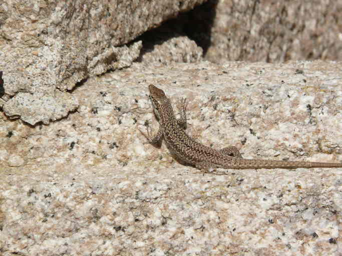 Northern Italian Wall Lizard (Subspecies Podarcis siculus campestris) ·  iNaturalist