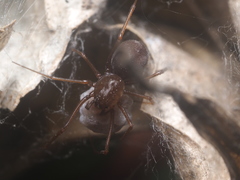 Scytodes fusca