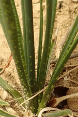 Aloe minima