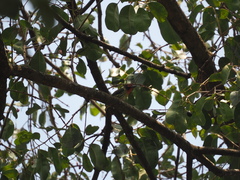 Psilopogon haemacephalus roseus