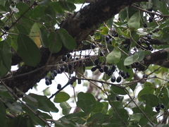 Psilopogon haemacephalus roseus