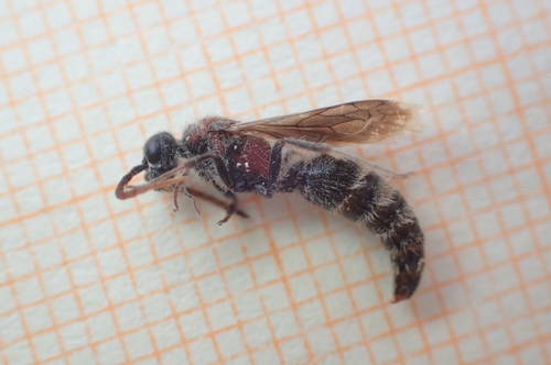Smicromyrme partita