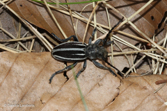 Dorcadion fuliginator