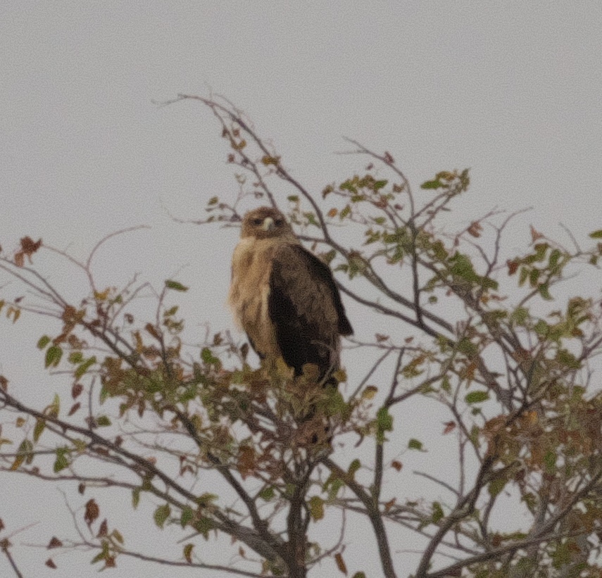 Tawny Eagle