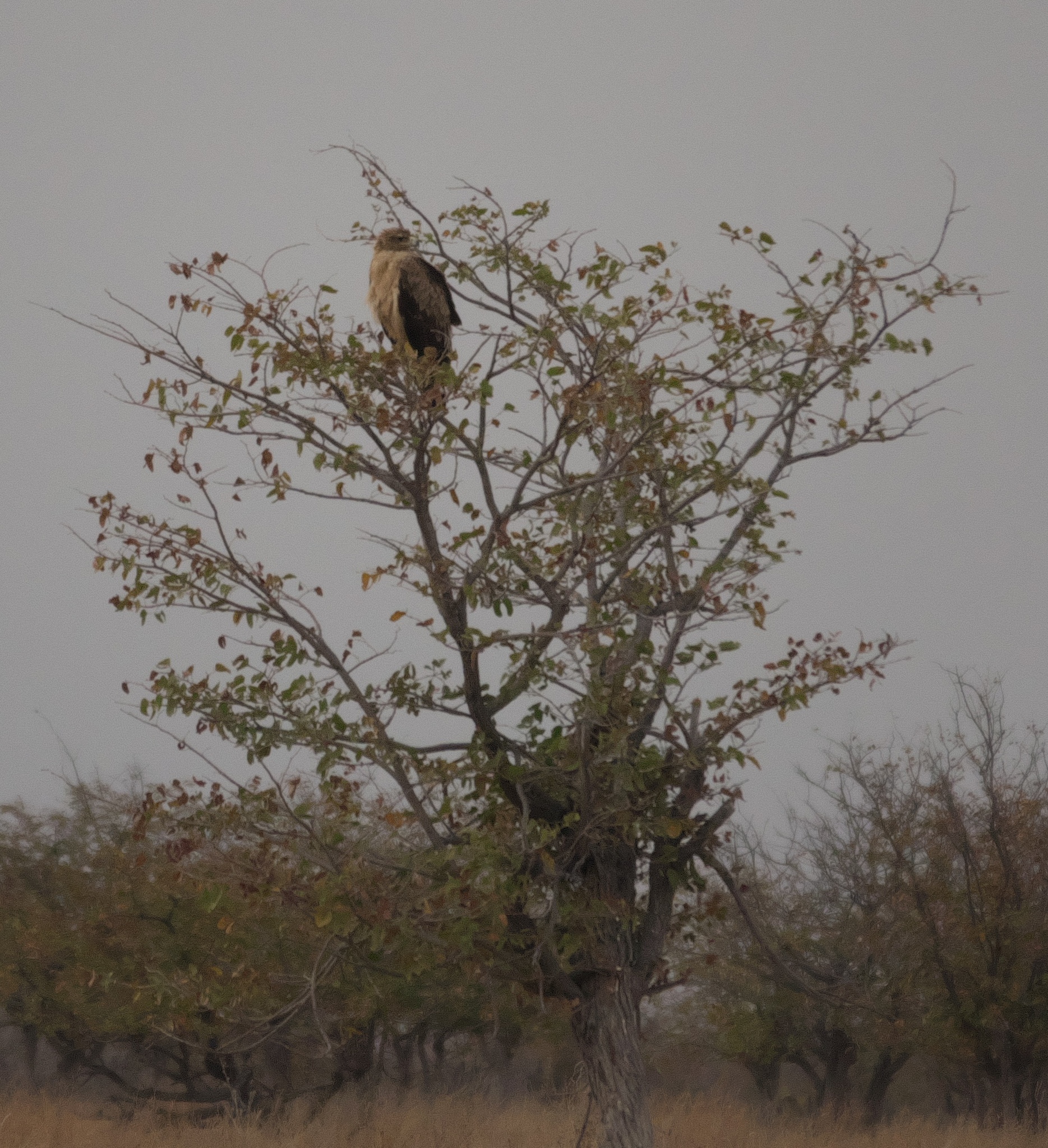 Tawny Eagle