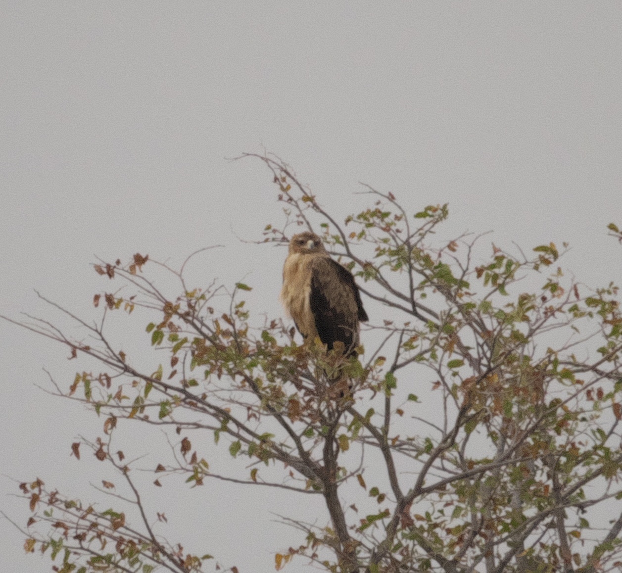 Tawny Eagle