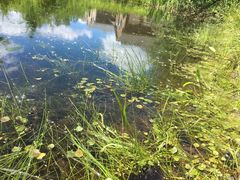 Hydrocharis morsus-ranae