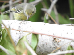 Vireo pallens
