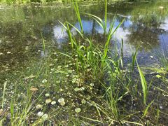 Hydrocharis morsus-ranae