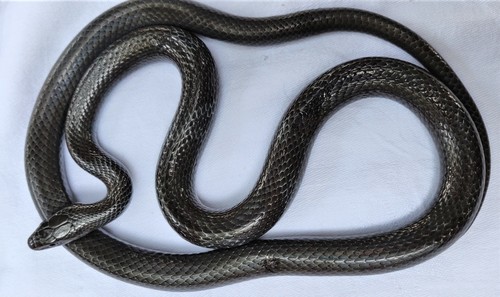 Western Crowned Snake