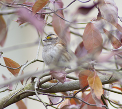 Zonotrichia albicollis