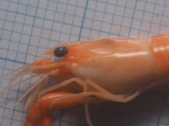 Macrobrachium pilimanus