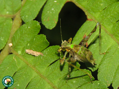 Pycnopalpa bicordata