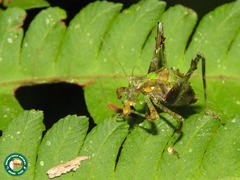 Pycnopalpa bicordata