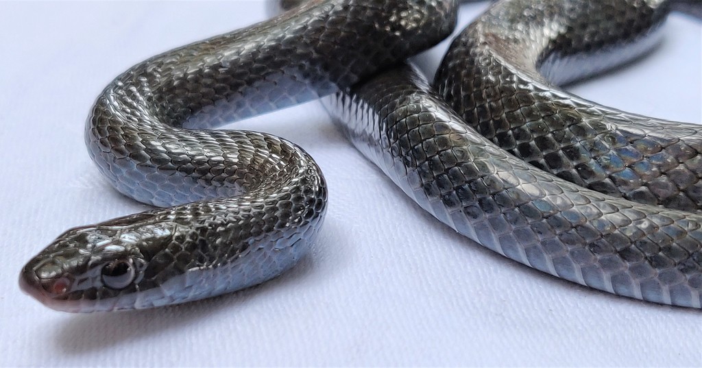Western Crowned Snake