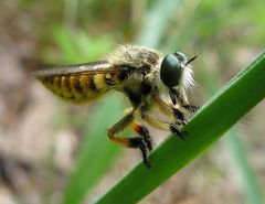Megaphorus clausicellus