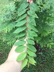 Phyllanthus acidus
