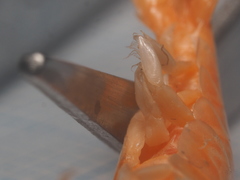 Macrobrachium pilimanus