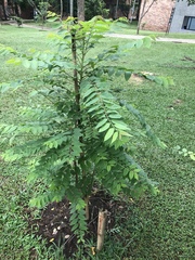 Phyllanthus acidus