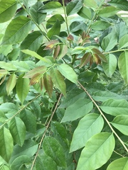 Phyllanthus acidus