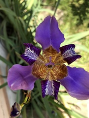 Trimezia coerulea