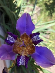 Trimezia coerulea