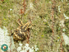 Platyomus perlepidus