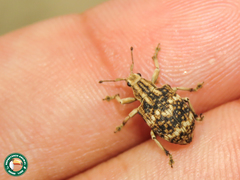 Platyomus perlepidus