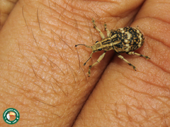 Platyomus perlepidus