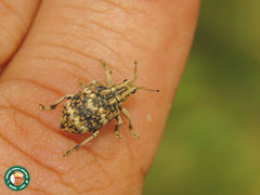 Platyomus perlepidus