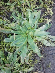 Plantago lanceolata