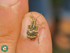 Platyomus perlepidus