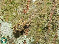 Platyomus perlepidus