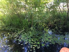 Hydrocharis morsus-ranae