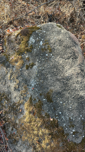 iNaturalist observation photo of Common Lichens