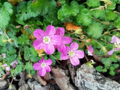 Erodium × variabile