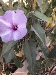 Ipomoea carnea