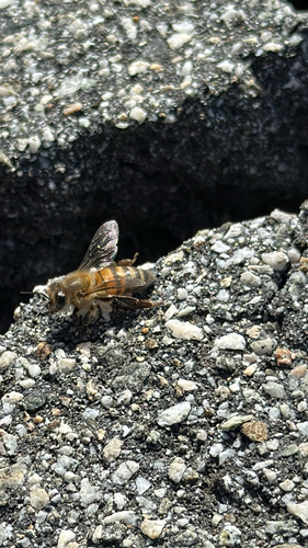 iNaturalist observation photo of Western Honey Bee
