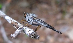 Neoitamus flavofemoratus