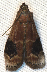 Euzophera semifuneralis