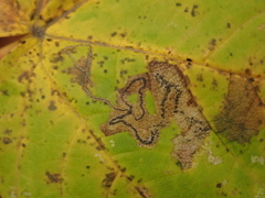 Stigmella speciosa